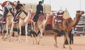 Intrnationales Kamel Festival Saudi Arabien
C Arab News 